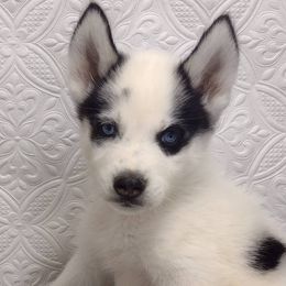 Siberian Huskies from Country Meadow Iowa Puppies