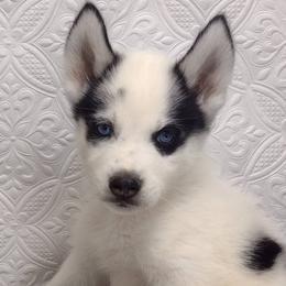 Siberian Huskies from Country Meadow Iowa Puppies