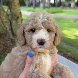 Boy- patches - Parti male Goldendoodle puppy in Petal, Mississippi from Magnolia Doodles of Southern Miss