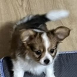 Prince - Red white and sable male Papillon puppy in Philpot, Kentucky from Filbert's Lazy Dayz Papillons