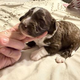 Shania - Brown and white female Bernedoodle puppy in Winfield, Alabama from Rose Lane Doodles