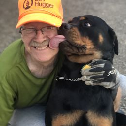 Rottweiler All Grown Up from Cascade Rottweilers of the Pacific Northwest