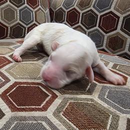Biscotti - Merle male Cavapoo puppy in Jarrell, Texas from Grapeshot Poodles & Doodles