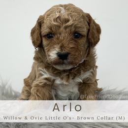 ARLO- Brown collar - Apricot male Goldendoodle puppy in Watertown, New York from True Friend Doodles