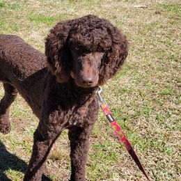 Catahoula Leopard Dogs, Goldendoodles, Poodles, and Sheepadoodles from Prospect Catahoula Farms, LLC