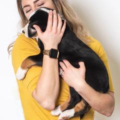 Greater Swiss Mountain Dog Puppies from Hidden Hill Greater Swiss Mountain Dogs