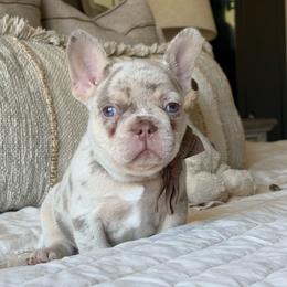The Situation - Tricolors male French Bulldog puppy in Anna, Texas from Honey Bee Frenchies