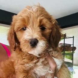 White collar (Lily) - Red  female Goldendoodle puppy in Cedar Springs, Michigan from Pecks Oodle Doodles