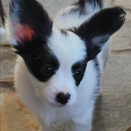 Francois - White and black male Papillon puppy in Vass, North Carolina from North Carolina Papillions