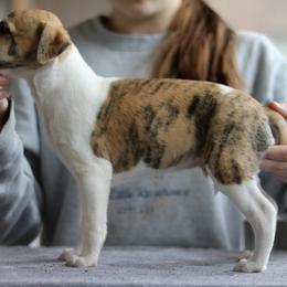 Clank - Fawn brindle male Whippet puppy in Robesonia, Pennsylvania from Rogue Mountain Manor