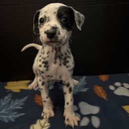 Vader - White and black male Dalmatian puppy in Fort Cavasos, Texas from Mainstreet Dalmation