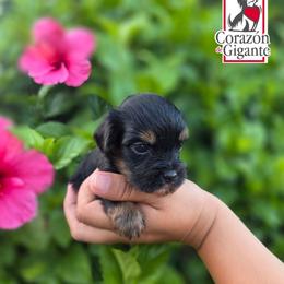 Rusty - Black and tan male Yorkshire Terrier puppy in California from Corazon de gigante