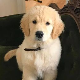 Golden Retrievers from Rocking O Alpacas and Golden Retrievers