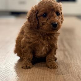 Lucky - male Cavapoochon puppy in Newington, Connecticut from Forever Puppies 4U