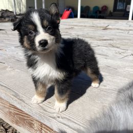 American Corgi and Australian Shepherd Puppies from KC Bar