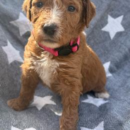 Jolene - Red  female Poodle puppy in Dayton, Washington from Country Sundance Poodles