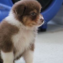 Dior - Red tri-color male Australian Shepherd puppy in Jameson, Missouri from Sky Creek