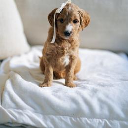 Lilac collar - Cinderella - Red  female Goldendoodle puppy in Duncan, South Carolina from Abner Creek Poodles & Doodles