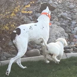 Labrador Retriever Puppies from Cream of Carson Valley Labradors