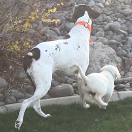 Labrador Retriever Puppies from Cream of Carson Valley Labradors