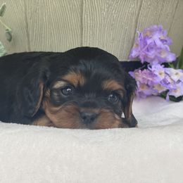 Cavalier King Charles Spaniel Puppies from FriendlyPals