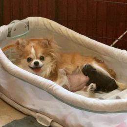 Chihuahuas from Reed’s Chihuahuas