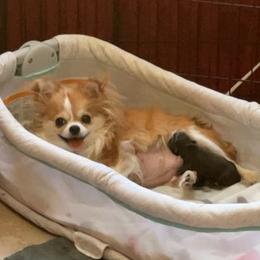 Chihuahuas from Reed’s Chihuahuas