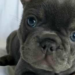 French Bulldogs from Delilah's Frenchies