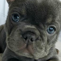French Bulldogs from Delilah's Frenchies