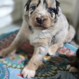 PLEAKLEY Blue merle (with tail) - Blue merle male Australian Shepherd puppy in Rainsville, Alabama from Chaparro Farm