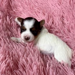 Dahlia AKC - Chocolate, tan and white female Yorkshire Terrier puppy in Labelle, Florida from Chocolate and Parti Yorkies in Florida