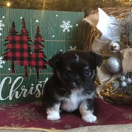 Chihuahua Puppies from Vargo Chihuahuas