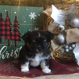 Chihuahua Puppies from Vargo Chihuahuas