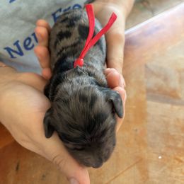 Monday - Black white and tan male Cockapoo puppy in Adrian, Oregon from ApplebyFarm