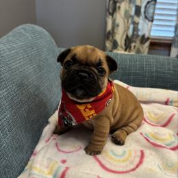 Disco - Fawn female French Bulldog puppy in Girard, Kansas from Frenchie Kingdom