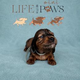 Armie (cyan) - Dapple male Dachshund puppy in Palm Bay, Florida from Life With Mini Paws