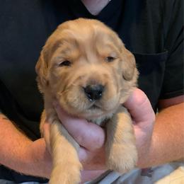 Black boy puppy - Golden male Golden Retriever puppy in Wabash, Indiana from Glenhaven Goldens