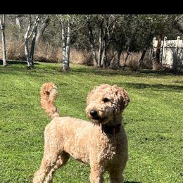 Kimber - Goldendoodle