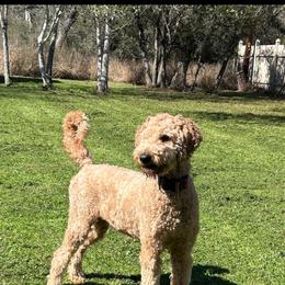 Kimber - Goldendoodle