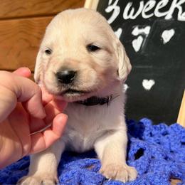 Arctic - Light golden male Golden Retriever puppy in Doniphan, Missouri from Stockford’s Golden Retrievers