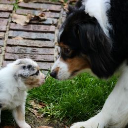 Kit - Australian Shepherd