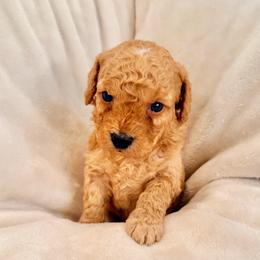 Tommy - Caramel male Labradoodle puppy in Bruceton Mills, West Virginia from Adonai Ra'ah Farms