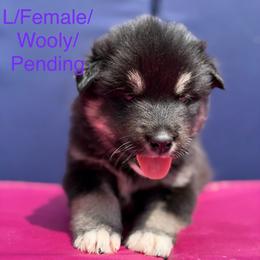 Girl 5 - Black and white female Alaskan Malamute puppy in Rensselaer, Indiana from Moot Manor Malamutes