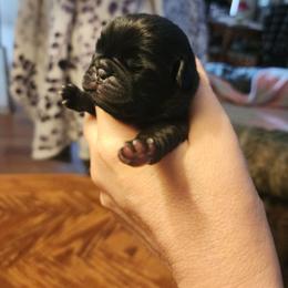 Black girl - Black female Pug puppy in Tacoma, Washington from Precious Princess Pugs
