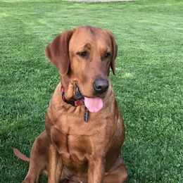 Rosie - Labrador Retriever