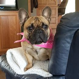French Bulldog Puppies from Legend French Bulldogs
