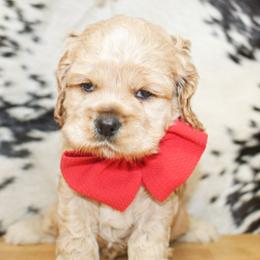 Riley - Buff male Cocker Spaniel puppy in Rattan, Oklahoma from Double M Cocker Spaniels