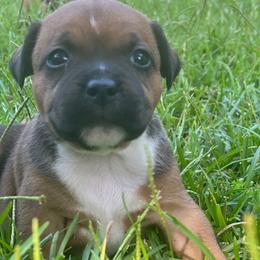 MacKenna - Red and white female Staffordshire Bull Terrier puppy in Monroe, Georgia from Irresistibull Staffords