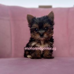 Yorkshire Terrier Puppies from Enchanted Yorkies