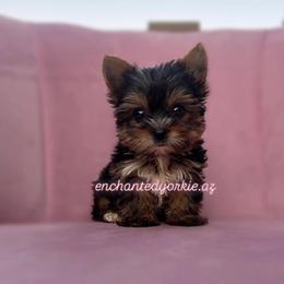 Yorkshire Terrier Puppies from Enchanted Yorkies